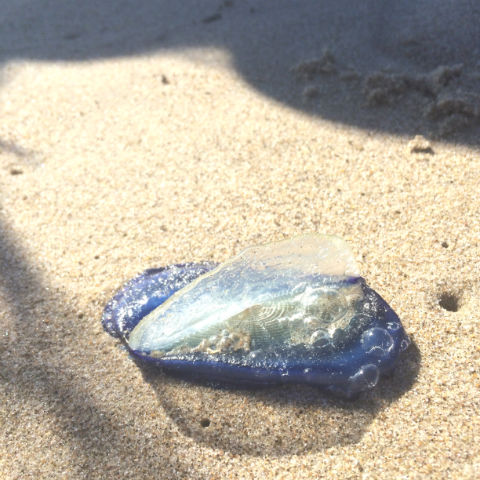 beach-jellyfish