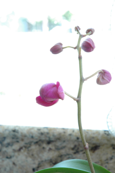 1-miniupdate-orchids-2