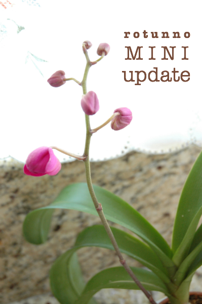 1-title-miniupdate-orchids-3