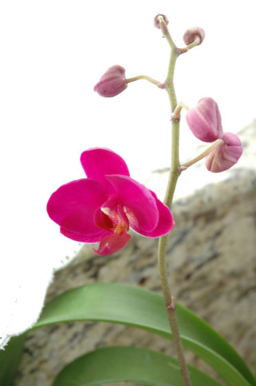 01bloom-orchid-1
