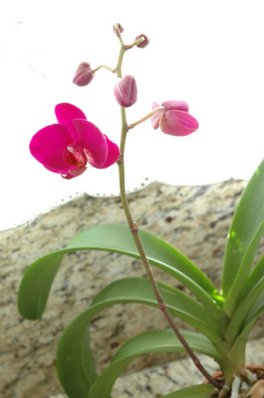 01bloom-orchid-2