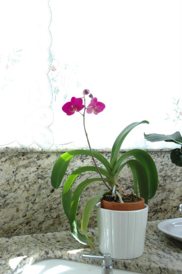 02bloom-orchid-1