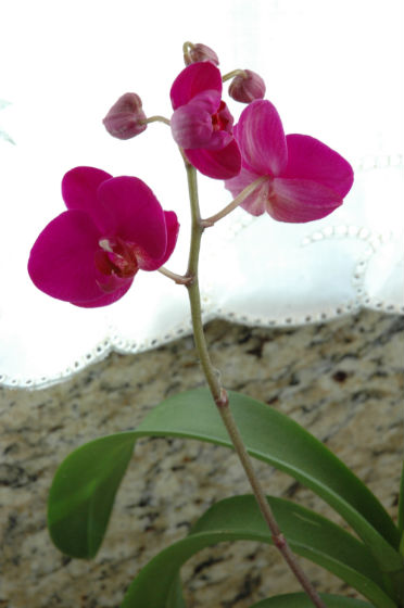 03bloom-orchid-3