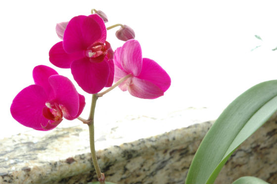 03bloom-orchid-5