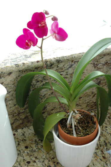 03bloom-orchid-6