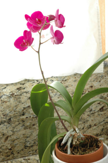 05bloom-orchid-2