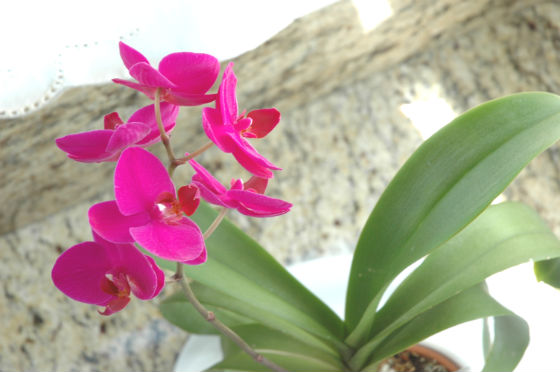 06bloom-orchid-3
