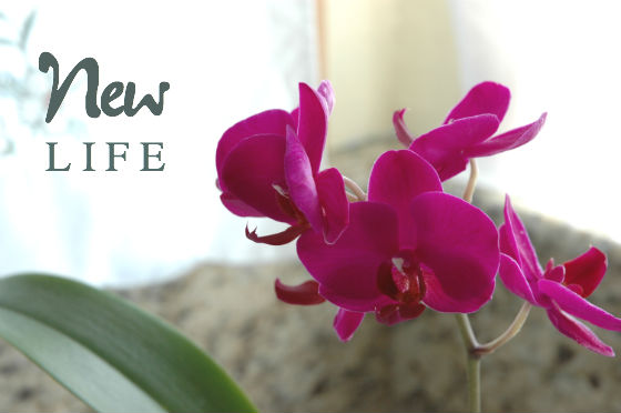 5bloom-orchid-title