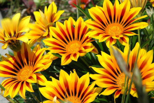 sn-flowers-orange-yellow-fall